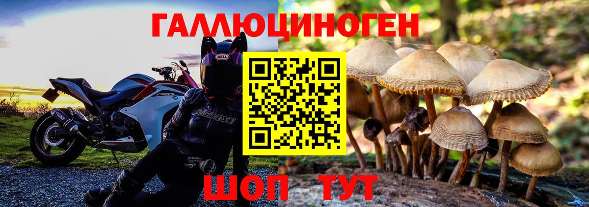 Галлюциногенные грибы Psilocybine cubensis Димитровград